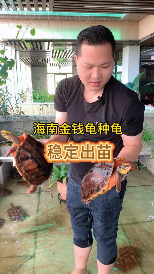 海南金钱龟品种有哪些?附图片对比-图1 海南金钱龟品种有哪些?附图片对比-图1