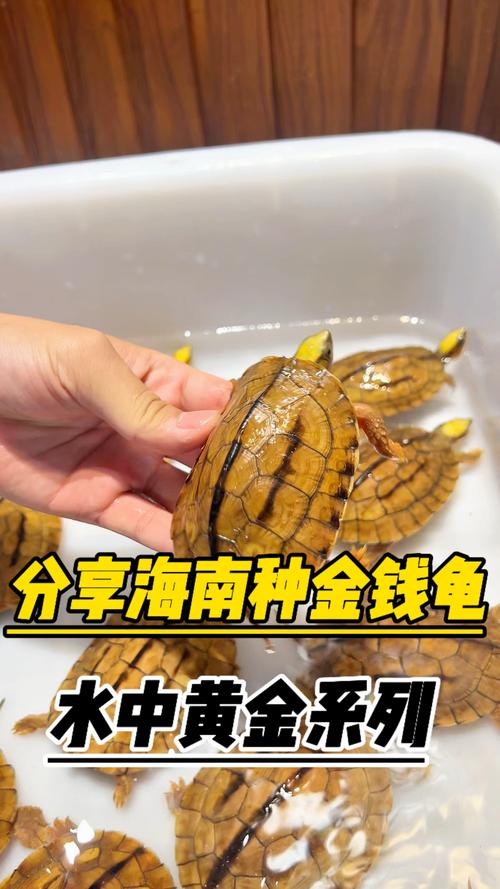 海南金钱龟品种有哪些?附图片对比-图3 海南金钱龟品种有哪些?附图片对比-图3