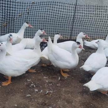 广东养的鸭品种有哪些?-图2 广东养的鸭品种有哪些?-图2