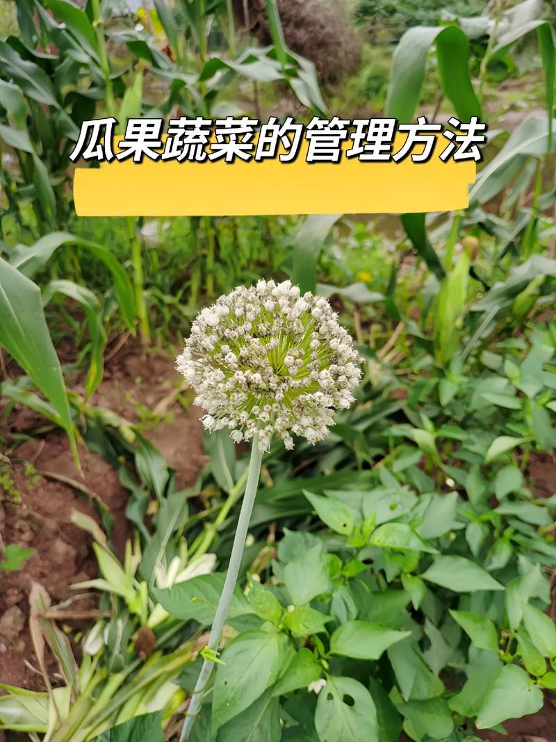蔬菜管理种植技术有哪些关键要点？-图1