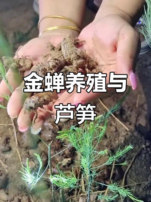 养殖金蝉利润高吗？技术难点有哪些？-图2
