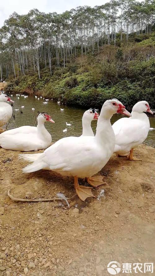 什么品种番鸭飞行能力最强？-图2