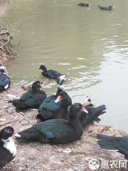 什么品种番鸭飞行能力最强？-图1