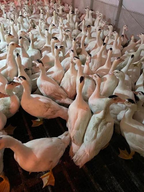 什么品种番鸭飞行能力最强？-图3