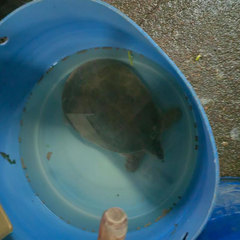 2025年8月石龟价格会涨还是跌?-图3 2025年8月石龟价格会涨还是跌?-图3