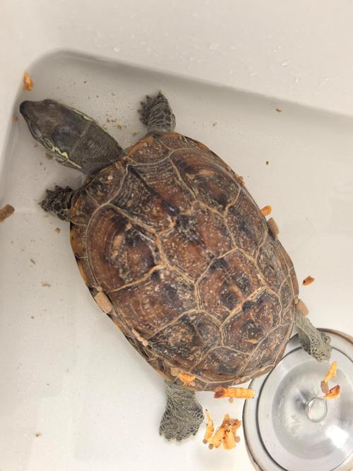 2025年8月石龟价格会涨还是跌?-图2 2025年8月石龟价格会涨还是跌?-图2