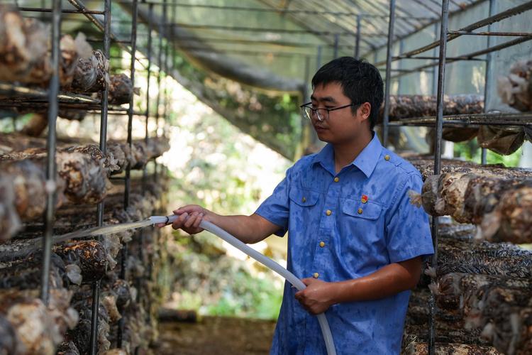 冬季香菇出菇管理有哪些关键技术?-图3 冬季香菇出菇管理有哪些关键技术?-图3
