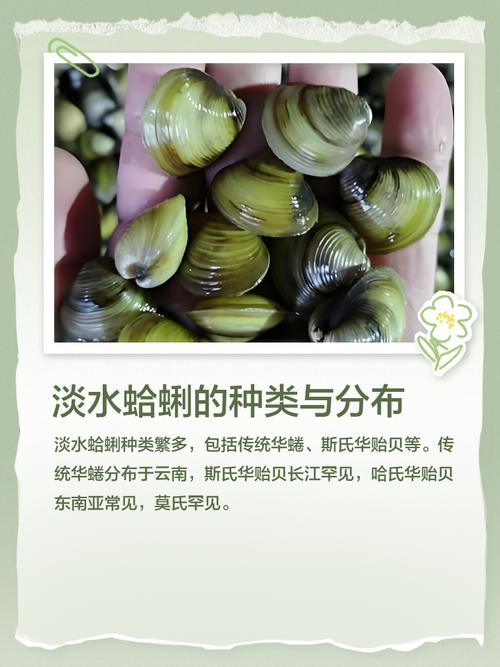 花蛤淡水养殖可行吗?技术难点在哪?-图1 花蛤淡水养殖可行吗?技术难点在哪?-图1