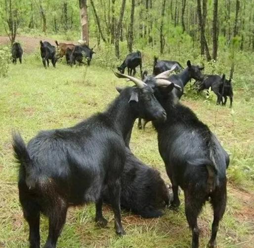 中国黑山羊有那些品种-图2 中国黑山羊有那些品种-图2