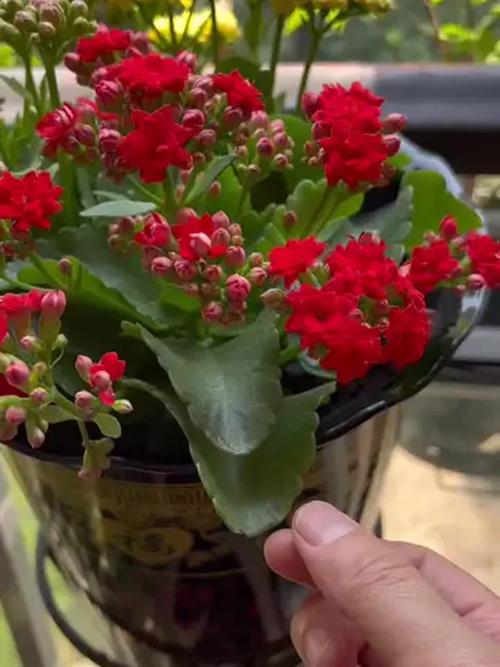 大花长寿花品种有哪些-图3