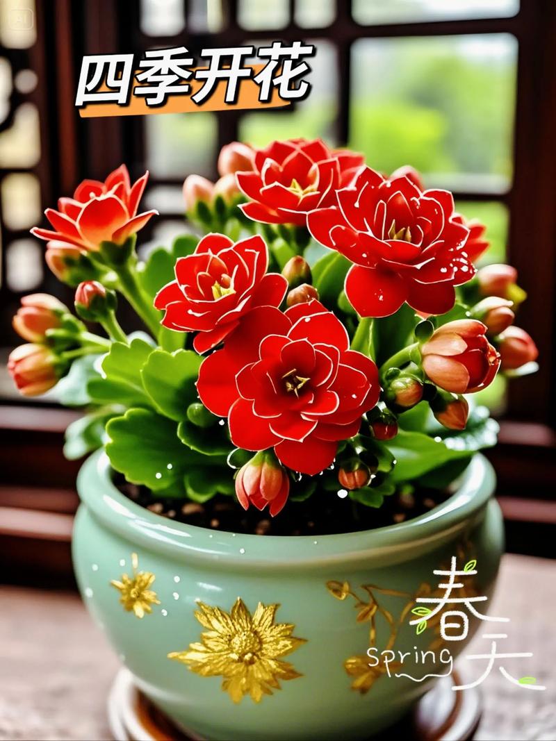 大花长寿花品种有哪些-图1 大花长寿花品种有哪些-图1