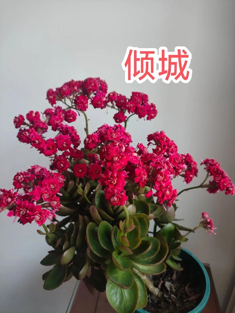 大花长寿花品种有哪些-图2