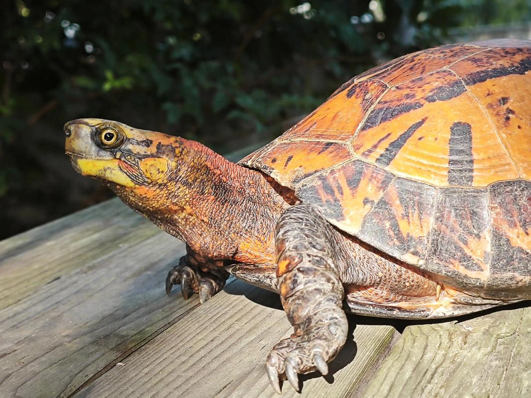 2025黄额闭壳龟价格会涨还是跌?-图1 2025黄额闭壳龟价格会涨还是跌?-图1