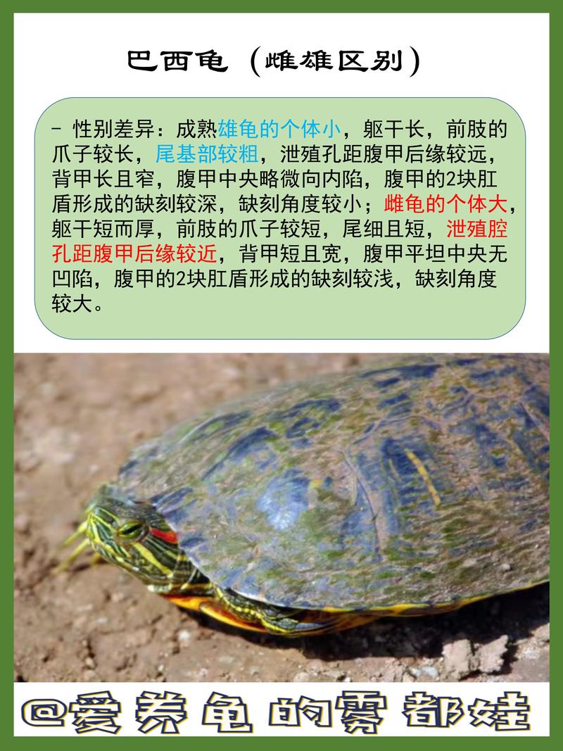 家庭养龟品种怎么选？-图2