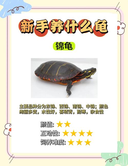 家庭养龟品种怎么选？-图3
