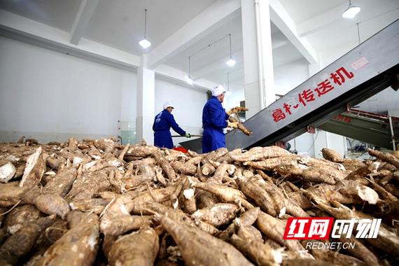 葛根种植技术如何?咨询公司解答疑问。-图2 葛根种植技术如何?咨询公司解答疑问。-图2