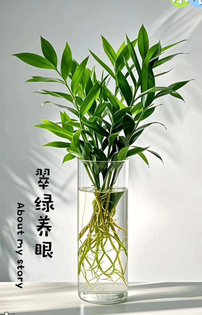 水培细叶竹有哪些常见品种？-图2