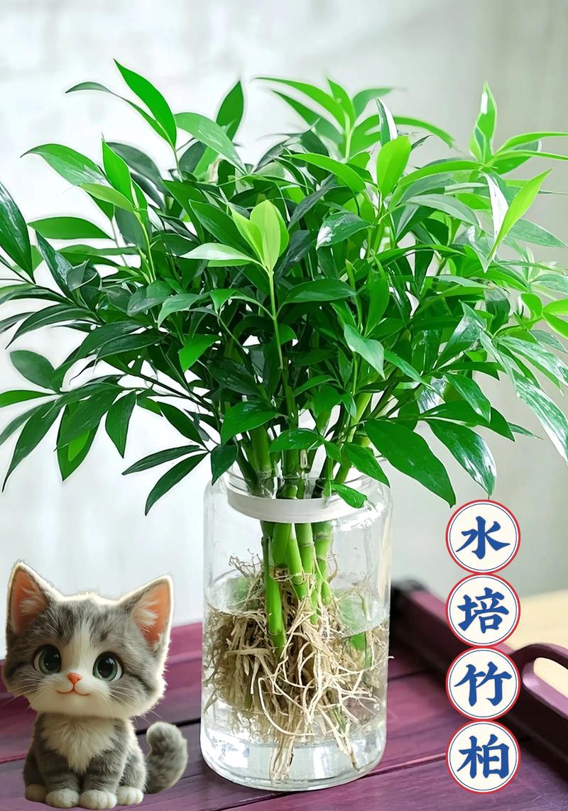 水培细叶竹有哪些常见品种？-图3