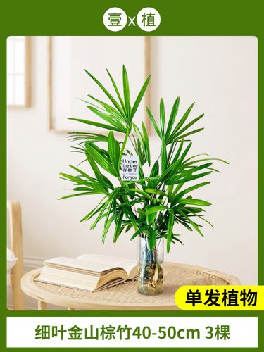 水培细叶竹有哪些常见品种？-图1