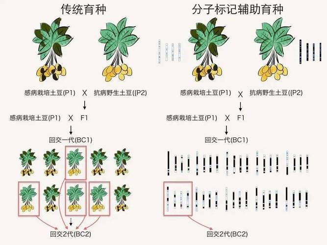 杂交改良品种的方法有哪些？-图2