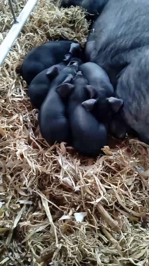 传统养殖技术有哪些？-图2