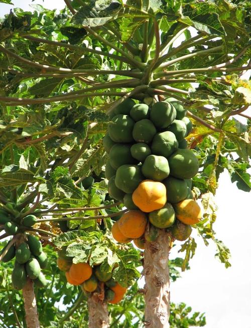 木瓜树品种有哪些?看图识种!-图1 木瓜树品种有哪些?看图识种!-图1