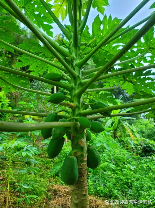 木瓜树品种有哪些?看图识种!-图3 木瓜树品种有哪些?看图识种!-图3