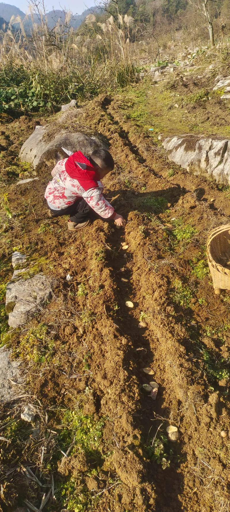 如何下载土豆种植技术视频?-图1 如何下载土豆种植技术视频?-图1