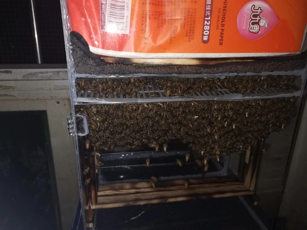 养殖中华蜜蜂过箱技术-图1 养殖中华蜜蜂过箱技术-图1