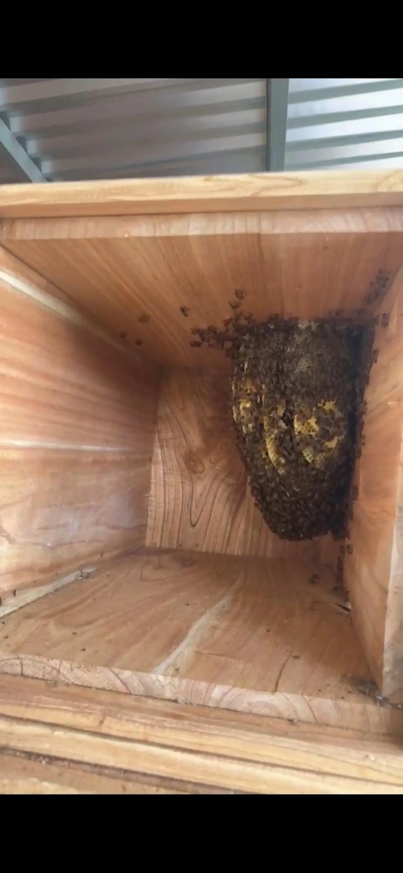 养殖中华蜜蜂过箱技术-图2