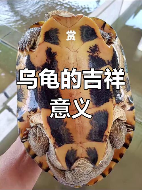 2025年南石金钱龟价格会涨还是跌?-图3 2025年南石金钱龟价格会涨还是跌?-图3