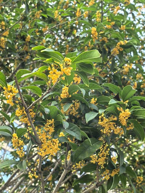 桂花树哪个品种开花最晚?-图1 桂花树哪个品种开花最晚?-图1