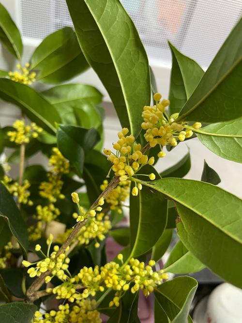 桂花树哪个品种开花最晚?-图2 桂花树哪个品种开花最晚?-图2