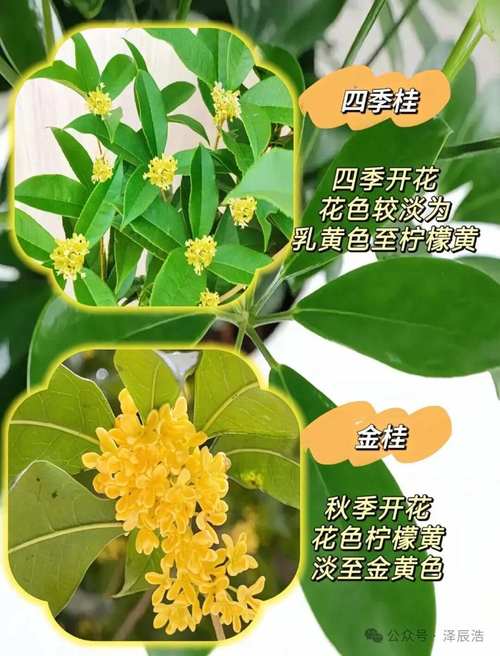 桂花树哪个品种开花最晚?-图3 桂花树哪个品种开花最晚?-图3
