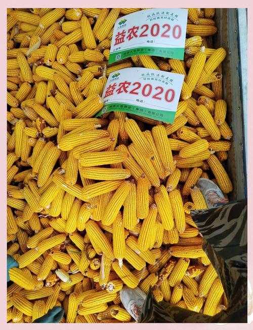 益农玉玉米品种有哪些-图2 益农玉玉米品种有哪些-图2