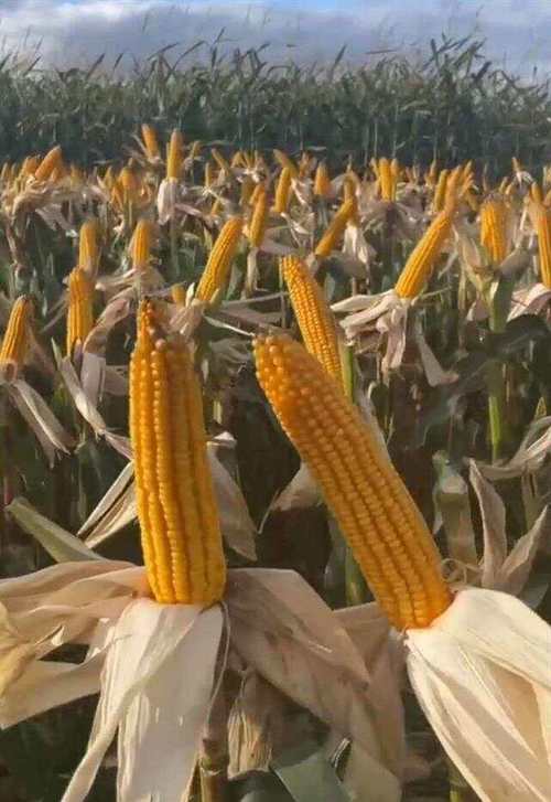 益农玉玉米品种有哪些-图3 益农玉玉米品种有哪些-图3