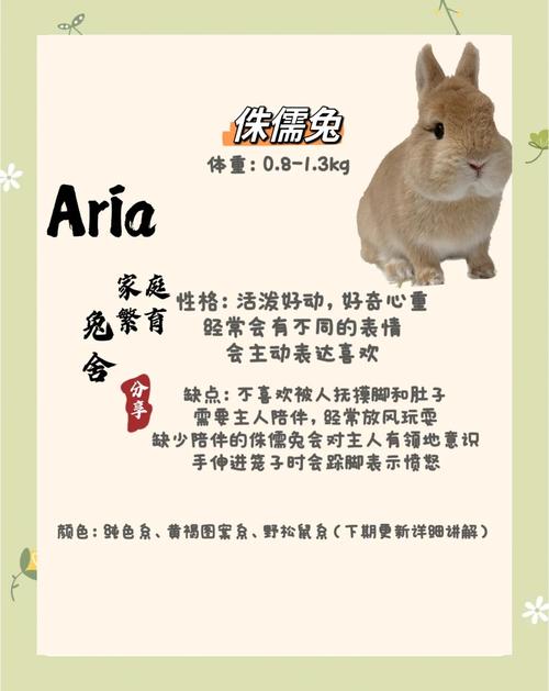 肉兔品种哪个繁殖最快？-图2