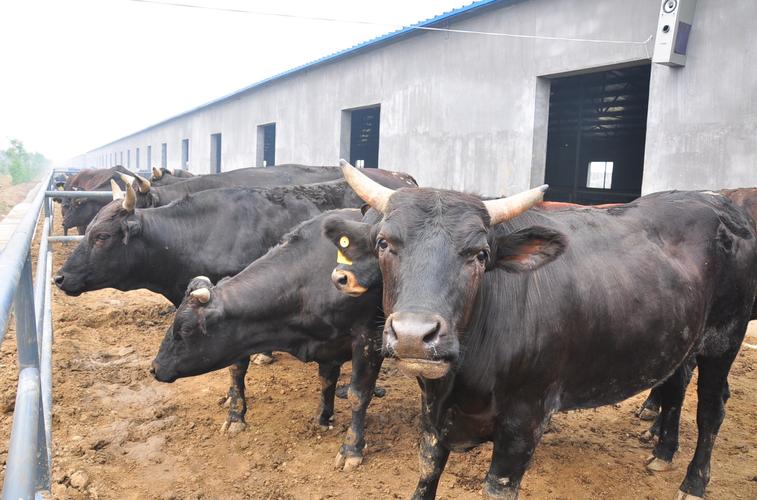 哪种牛堪称世界最佳种牛品种？-图2