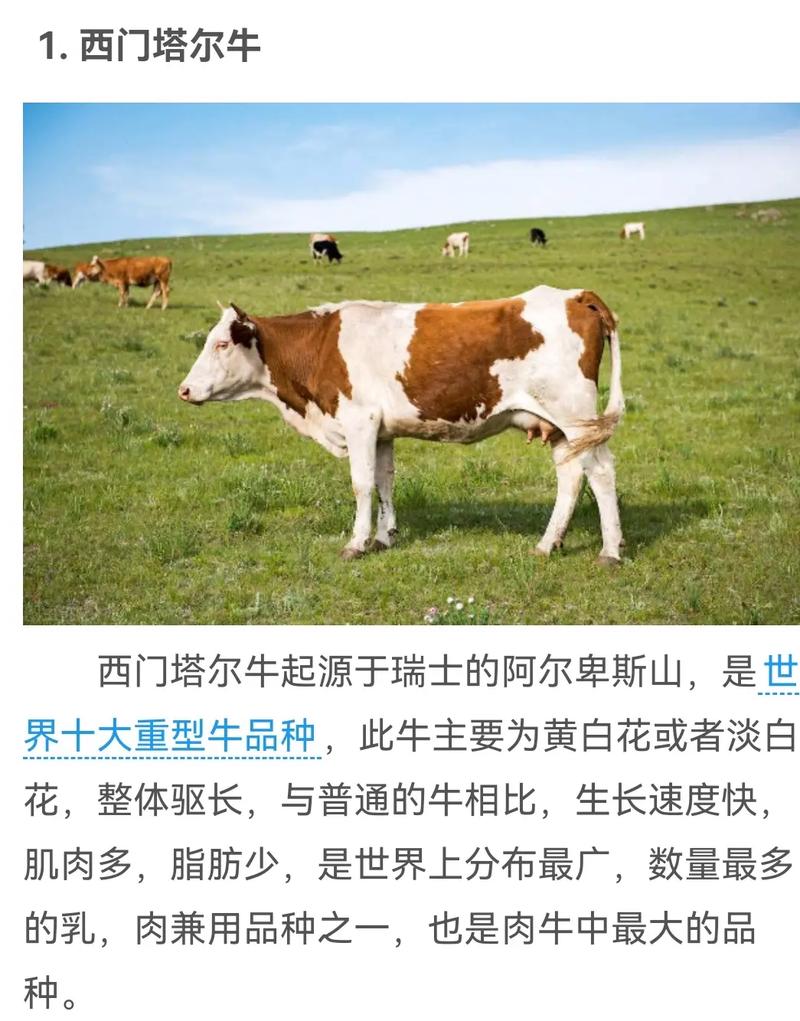 哪种牛堪称世界最佳种牛品种？-图3