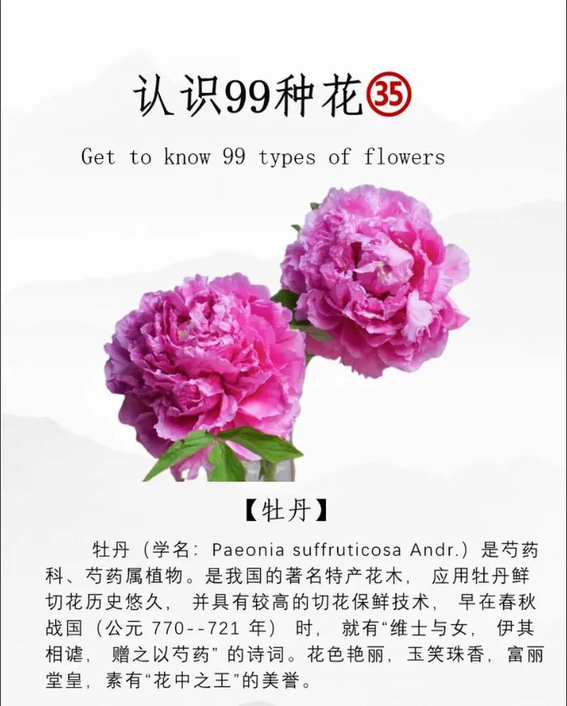 牡丹品种名称究竟有多少种?-图3 牡丹品种名称究竟有多少种?-图3