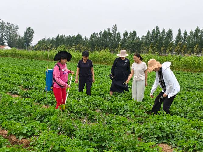 中草药种植技术如何助力产业高质量发展?-图1 中草药种植技术如何助力产业高质量发展?-图1