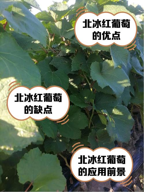 冰葡萄一年能结果两季?-图1 冰葡萄一年能结果两季?-图1