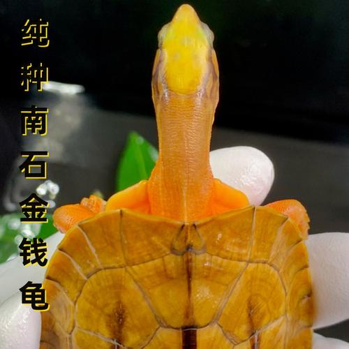 石金钱龟苗价格2025-图3 石金钱龟苗价格2025-图3