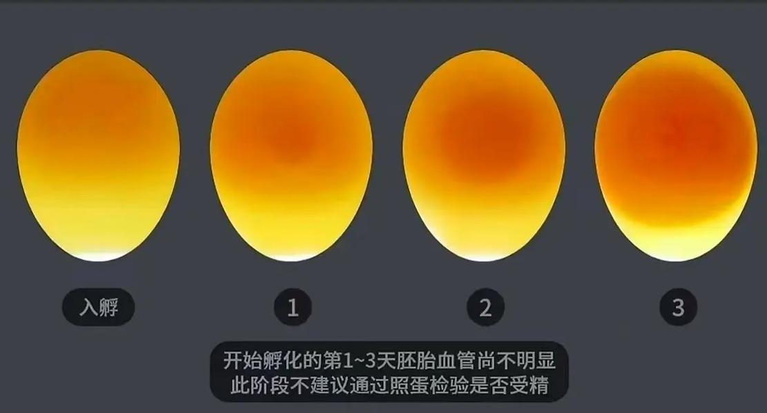 孵化小鸡照蛋技术视频-图3