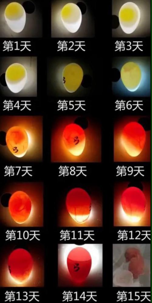 孵化小鸡照蛋技术视频-图2