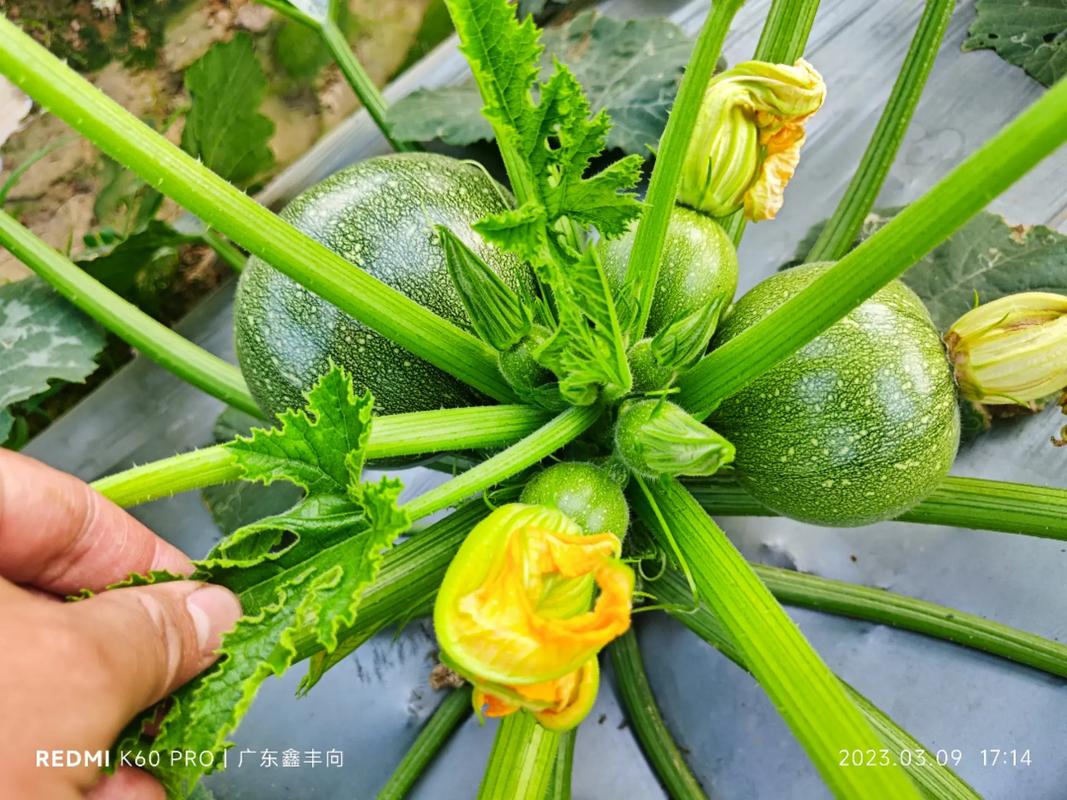 科技苑圆形西葫芦品种有何优势？-图1