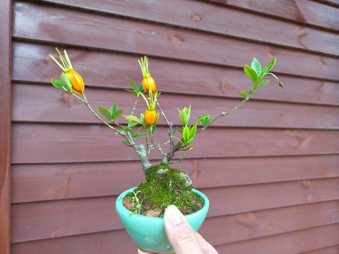 日本栀子花那个品种好-图1 日本栀子花那个品种好-图1