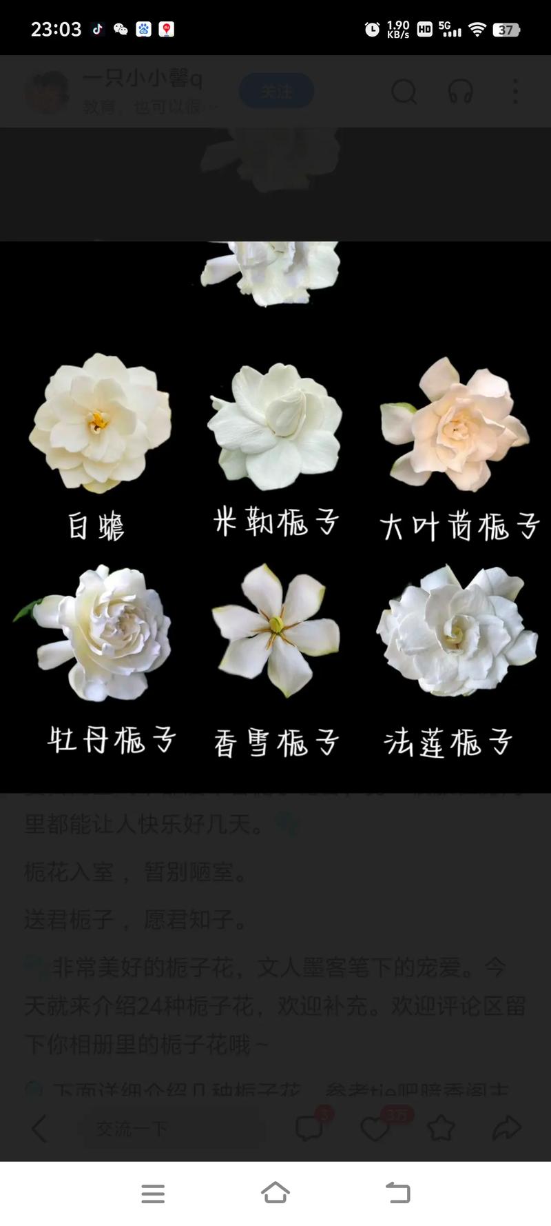 日本栀子花那个品种好-图2 日本栀子花那个品种好-图2