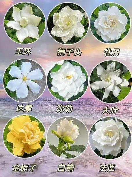 日本栀子花那个品种好-图3 日本栀子花那个品种好-图3