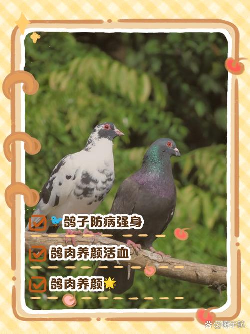 养鸽赚钱吗养什么品种-图2